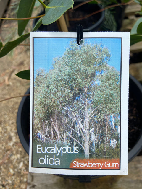 Eucalyptus Olida 'Strawberry Gum'250mm