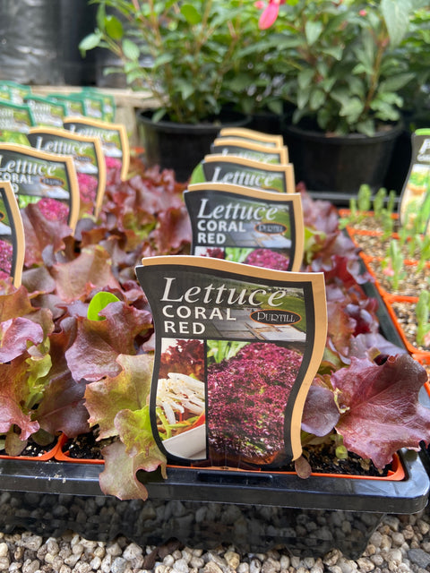 Lettuce coral red punnet