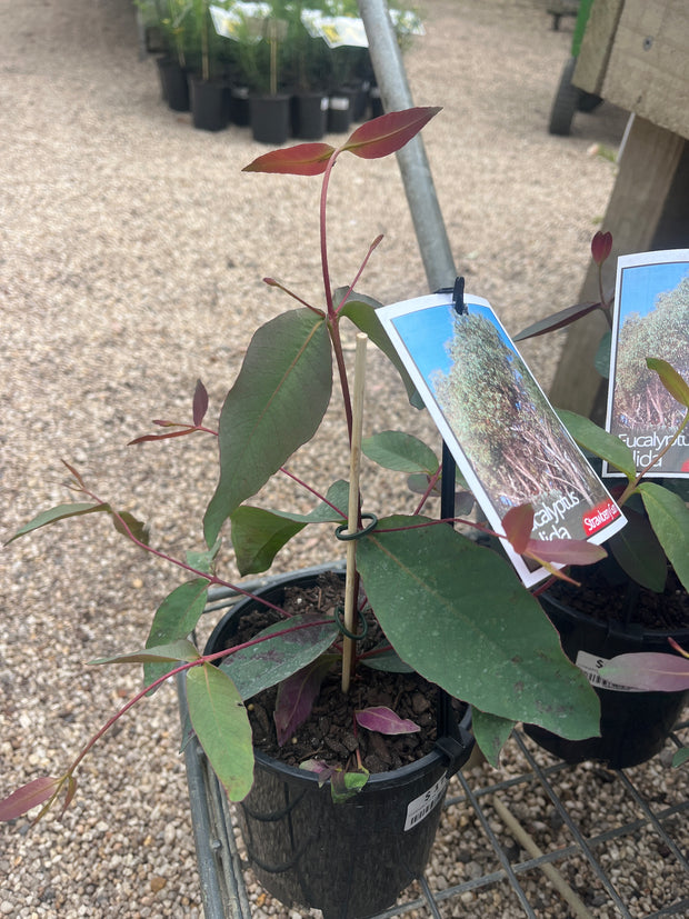 Eucalyptus Olida 'Strawberry Gum' 140mm