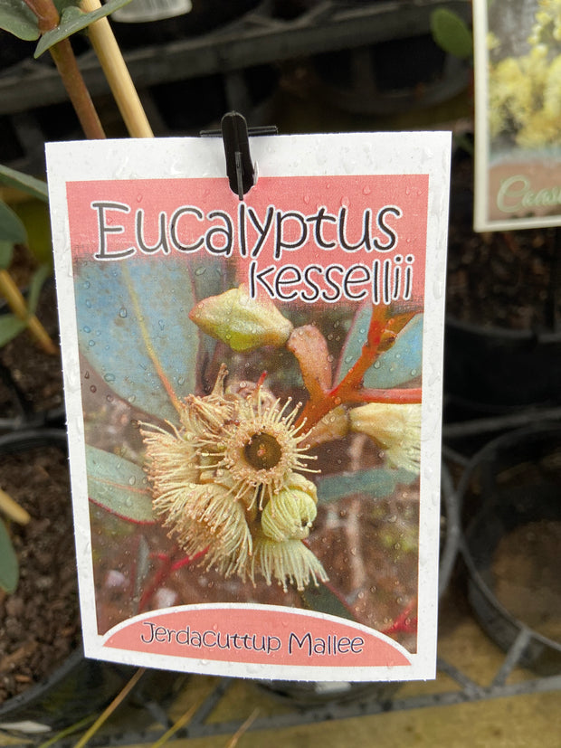 Eucalyptus kessellii 140mm