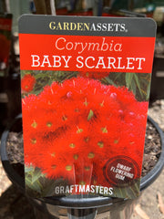 Corymbia ficifolia ‘Baby Scarlet’ Grafted Gum 200mm