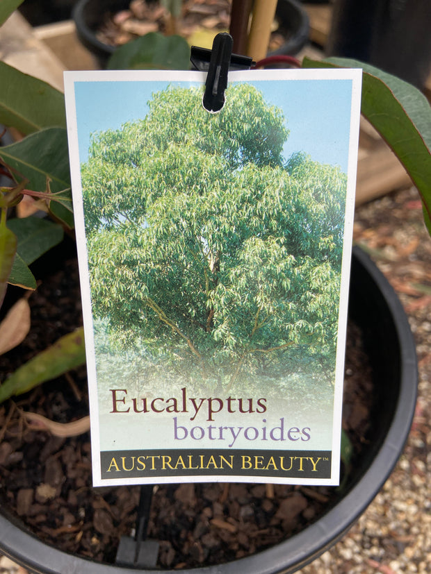 Eucalyptus botryoides 250mm