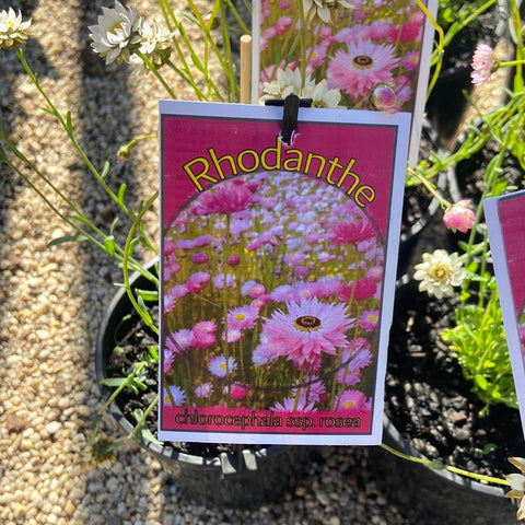 Rhodanthe chlorocephala ssp rosea 140mm