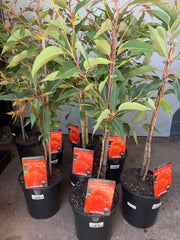 Corymbia ficifolia ‘Baby Orange’ Grafted Gum 200mm