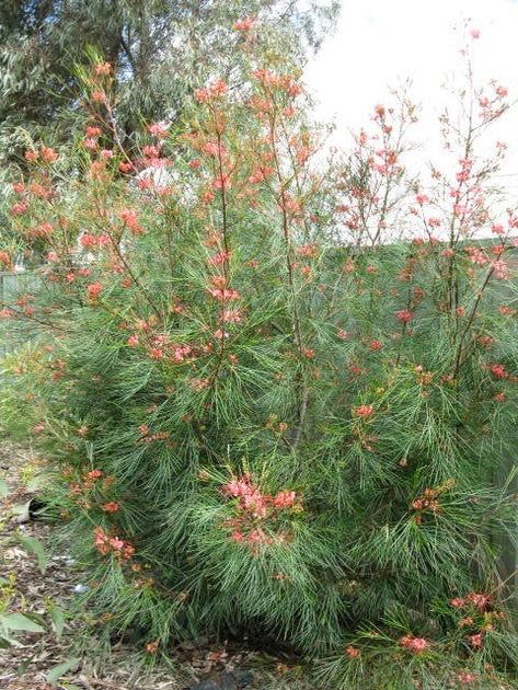 Grevillea longistyla 140mm – Great Ocean Road Nursery ABN 61907322965