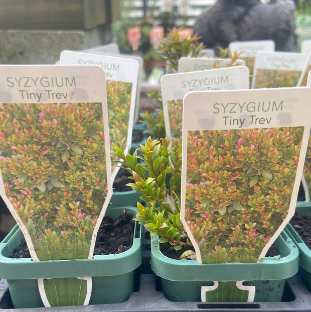 Syzygium austral 'Tiny Trev' TUBE