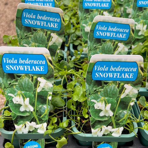 Viola Hederacea alba 'snowflake'