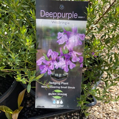 Westringia Deep Purple 200mm