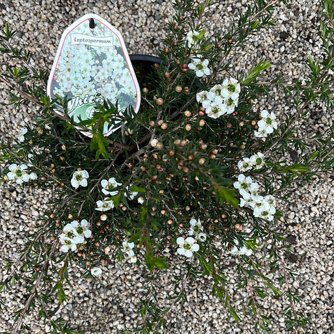 Leptospermum 'White Wave' 200mm