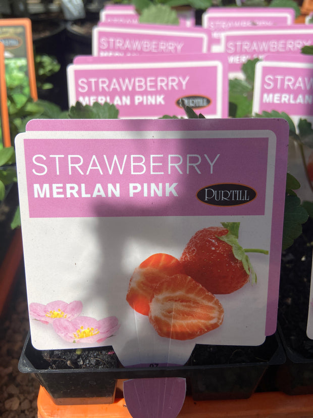 Strawberry Merlin pink maxi