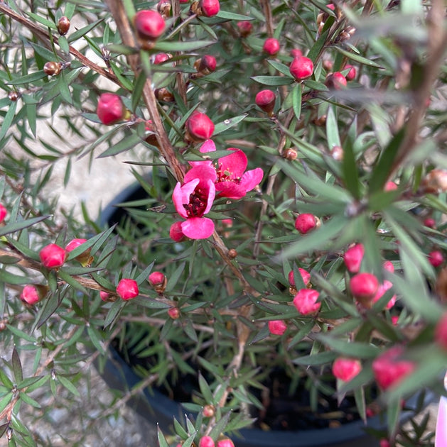 Leptospermum 'Wiri Dona' 200mm – Great Ocean Road Nursery ABN 61907322965