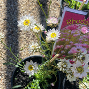 Rhodanthe chlorocephala ssp rosea 140mm