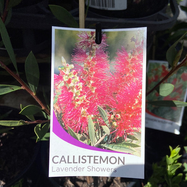 Callistemon Lavender Showers - 140 mm – Great Ocean Road Nursery ABN ...