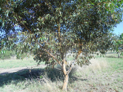 Eucalyptus Cladocalyx Nana 140mm