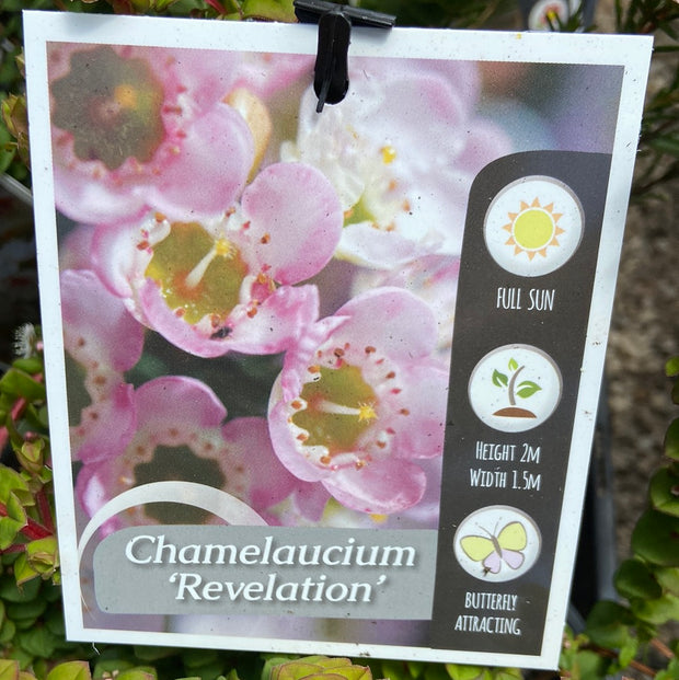 Chamelaucium Revelation 140mm