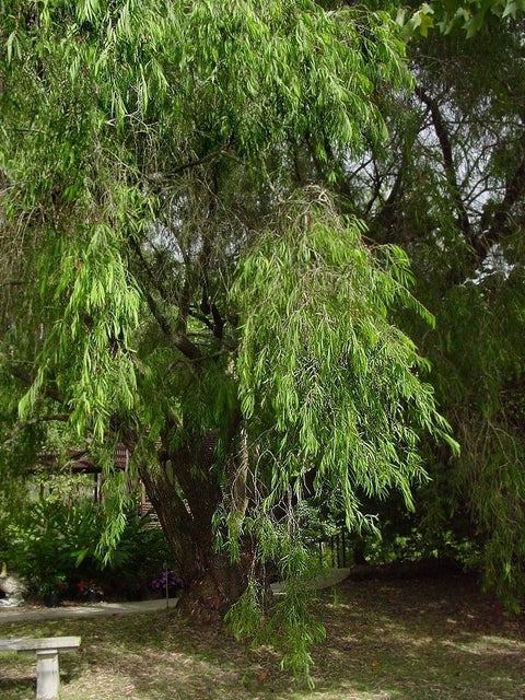 Agonis flexuosa 'Willow Myrtle' Tube