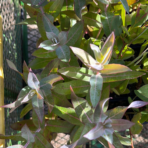 Eucalyptus Globulus Compacta tube