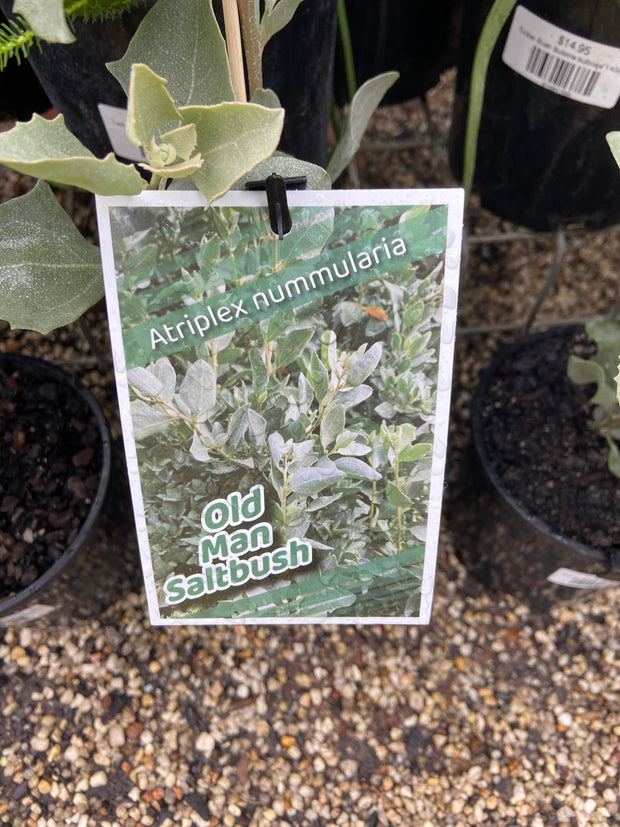 Atriplex 'Old Mans Saltbush' 140mm