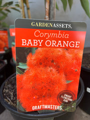 Corymbia ficifolia ‘Baby Orange’ Grafted Gum 200mm