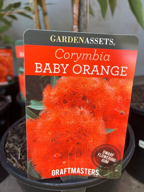 Corymbia ficifolia ‘Baby Orange’ Grafted Gum 200mm