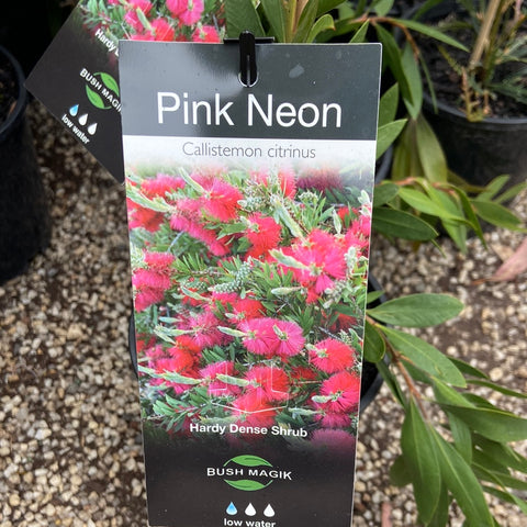 Callistemon Neon Pink - 140 mm