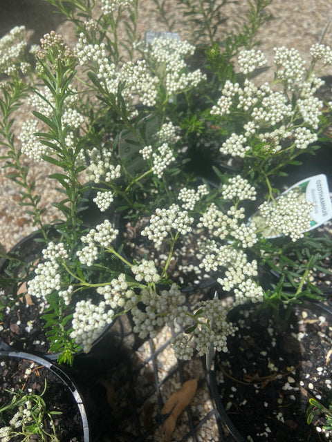 ozothamnus diomifolius 140mm