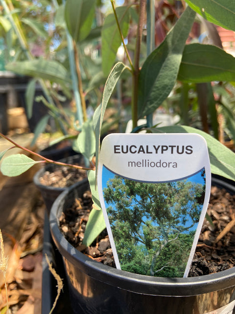 Eucalyptus melliodora 'Yellow box' 140mm