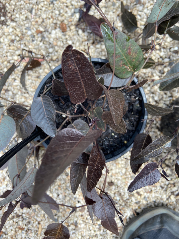 Hardenbergia 'Out of the dark' 140mm