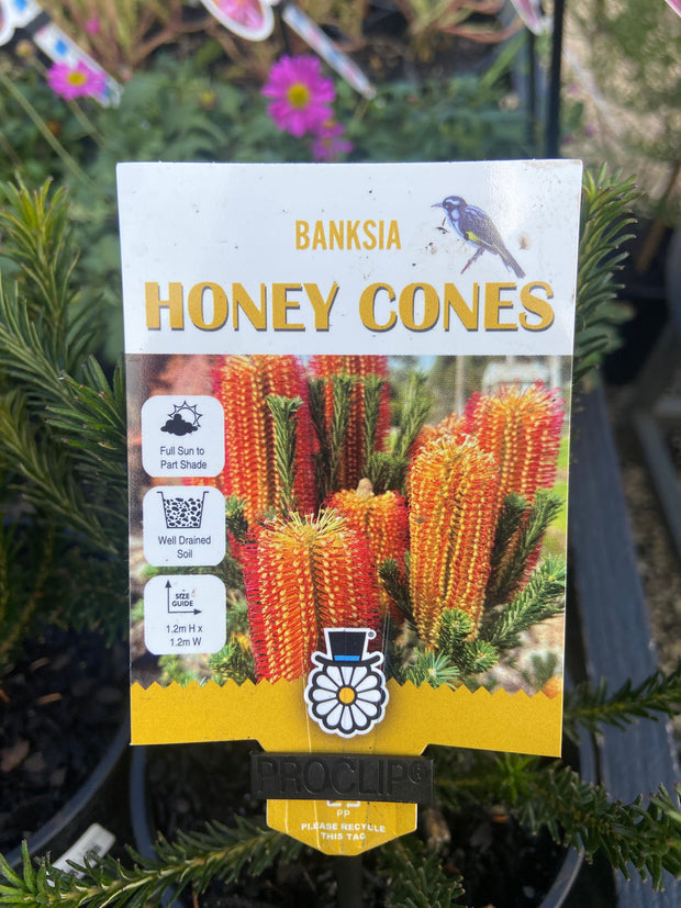 Banksia Honey Cones 140mm