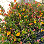 Pultenaea pedunculata 140mm