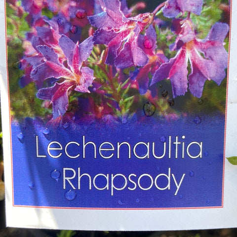 Lechenaultia Rhapsody 140mm