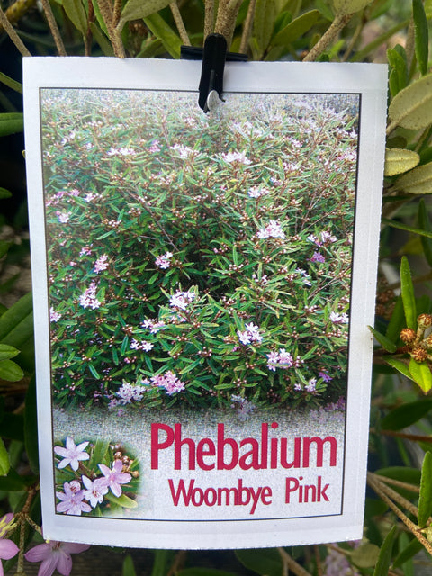 Phebalium Woombye 'Pink Form' 140mm