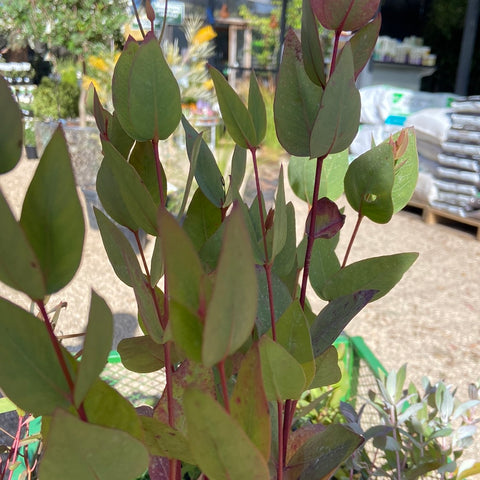 Eucalyptus Leucoxylon rosea tube