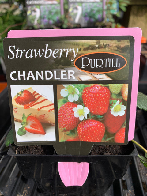 Strawberry Chandler - Purtill maxi