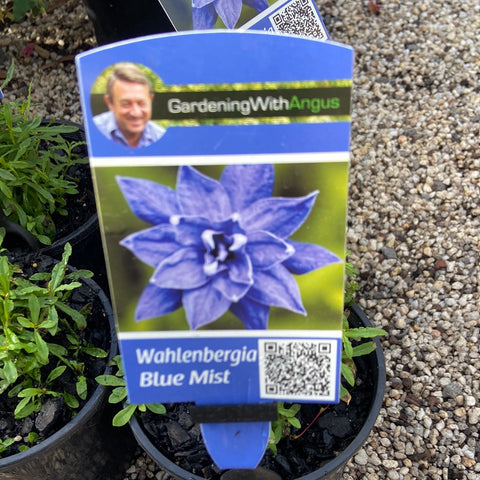 Wahlenbergia Misty Blue 140mm