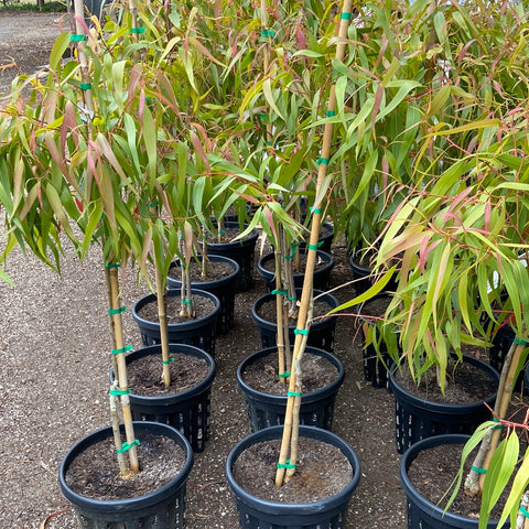 Corymbia citriodora 'Baby Citro' 330mm (Dwarf lemon scented gum)