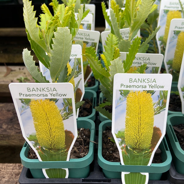 Banksia Praemorsa Yellow Tube