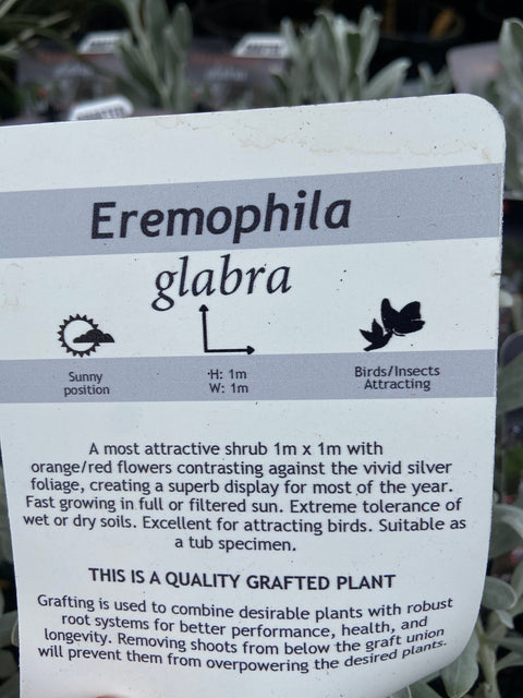 Eremophila Glabra Grafted 140mm