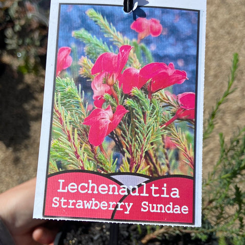 Lechenaultia Strawberry Sundae 140mm