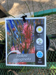 Hakea invaginata 140mm