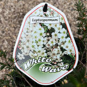 Leptospermum 'White Wave' 200mm