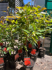 Corymbia ficifolia ‘Baby Scarlet’ Grafted Gum 200mm