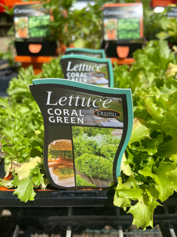 Lettuce Coral green