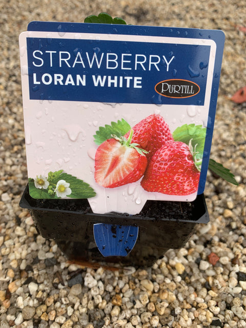 Strawberry Loran White - Purtill maxi