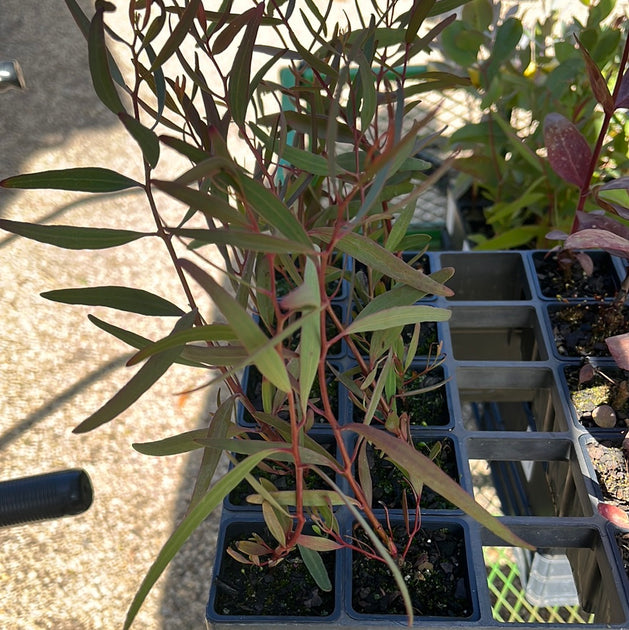 Eucalyptus Sideroxylon Rosea tube – Great Ocean Road Nursery ABN ...