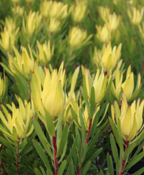 Leucadendron 'Golden Mitre' 140mm