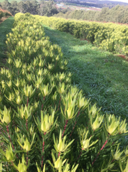 Leucadendron 'Golden Mitre' 140mm