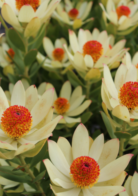 Leucadendron 'Summer Sun' 140mm