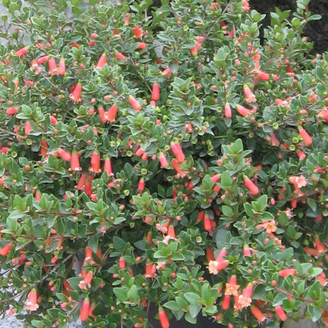 Correa Pulchella 'orange' tube