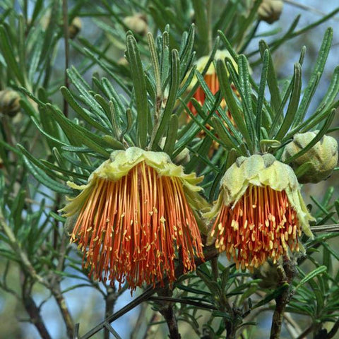 Diploaena augustifolia 140mm